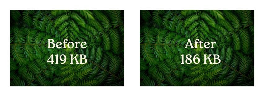 before and after of an image of ferns